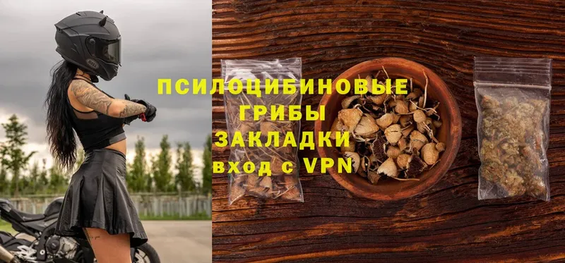 Псилоцибиновые грибы Psilocybe  сколько стоит  Кстово 